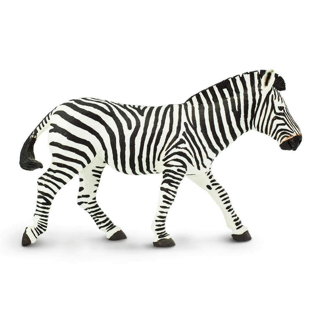 zebra-322775_1000x1000_crop_center